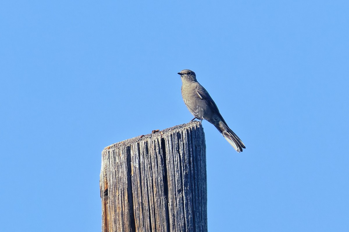 Townsend's Solitaire - Bob Walker