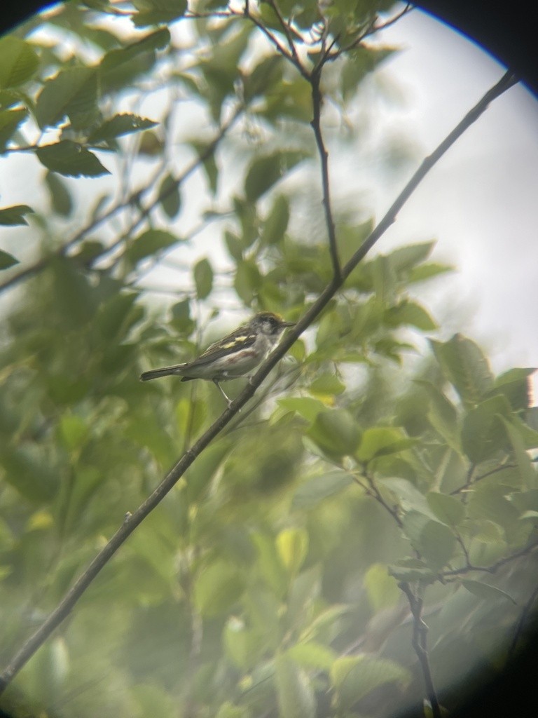 Chestnut-sided Warbler - Chris Lloyd