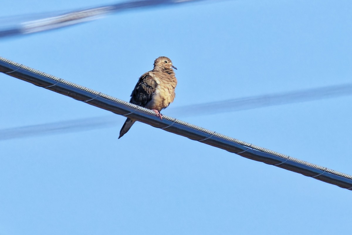 Mourning Dove - ML624526528