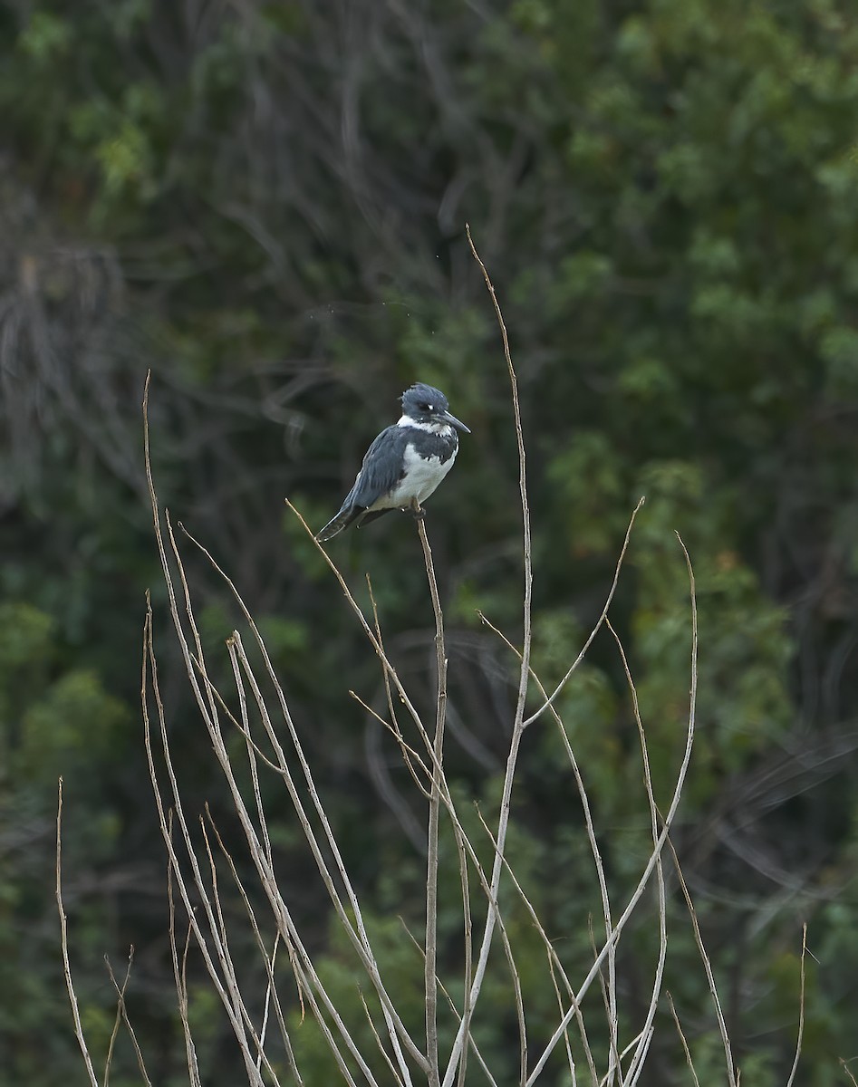 Belted Kingfisher - ML624526536