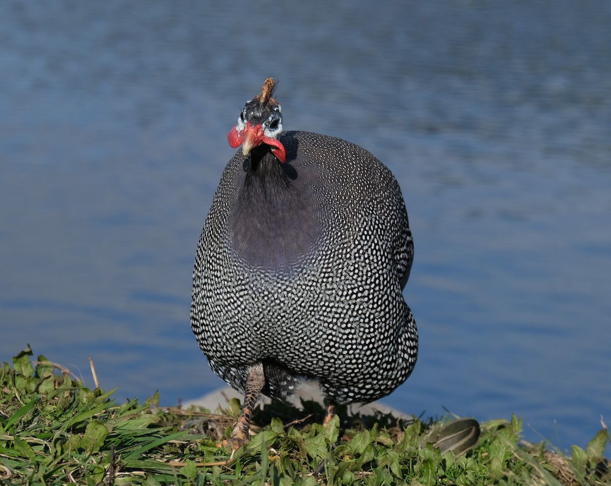 Helmeted Guineafowl (Domestic type) - Andrew Rousell