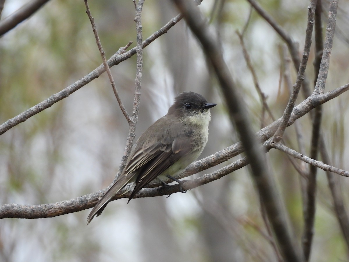 Eastern Phoebe - ML624526612