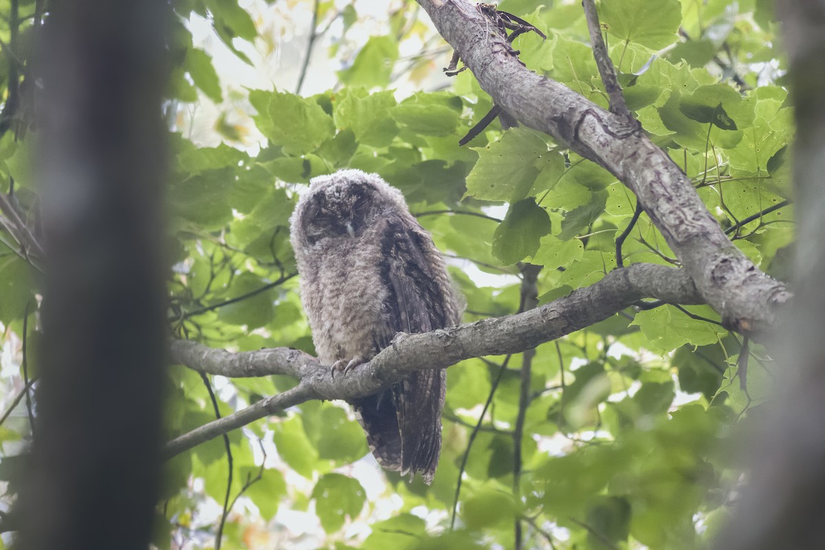 Himalayan Owl - ML624526646