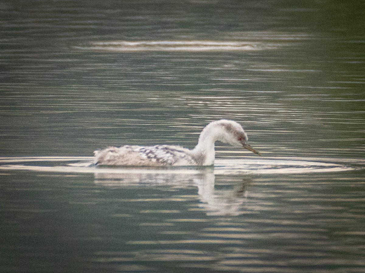 Western Grebe - ML624526656