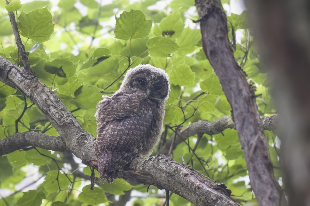 Himalayan Owl - ML624526659