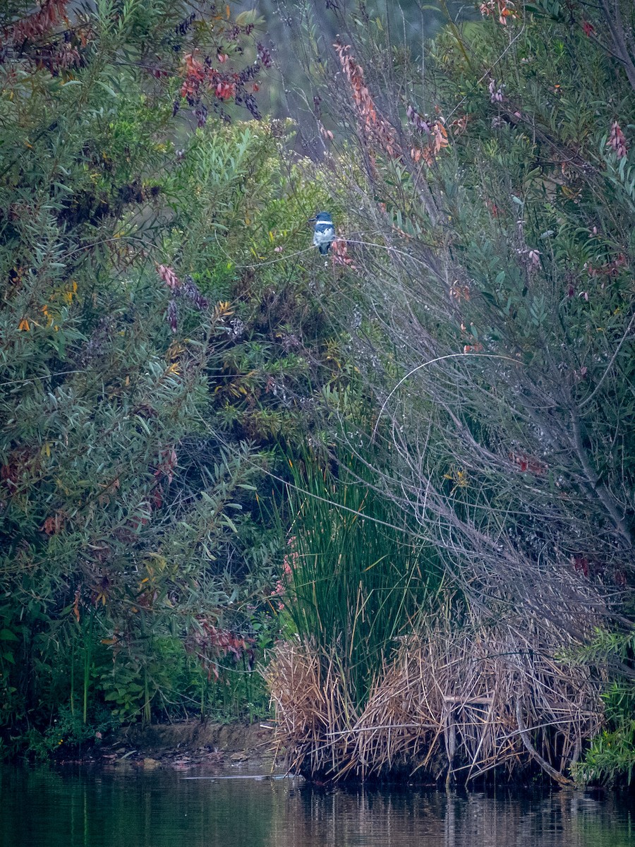 Belted Kingfisher - ML624526712