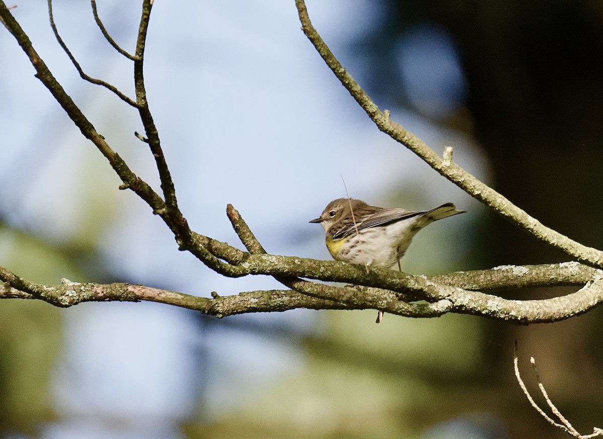 Yellow-rumped Warbler - ML624526716