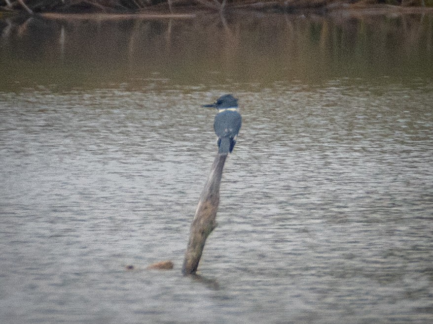 Belted Kingfisher - ML624526717