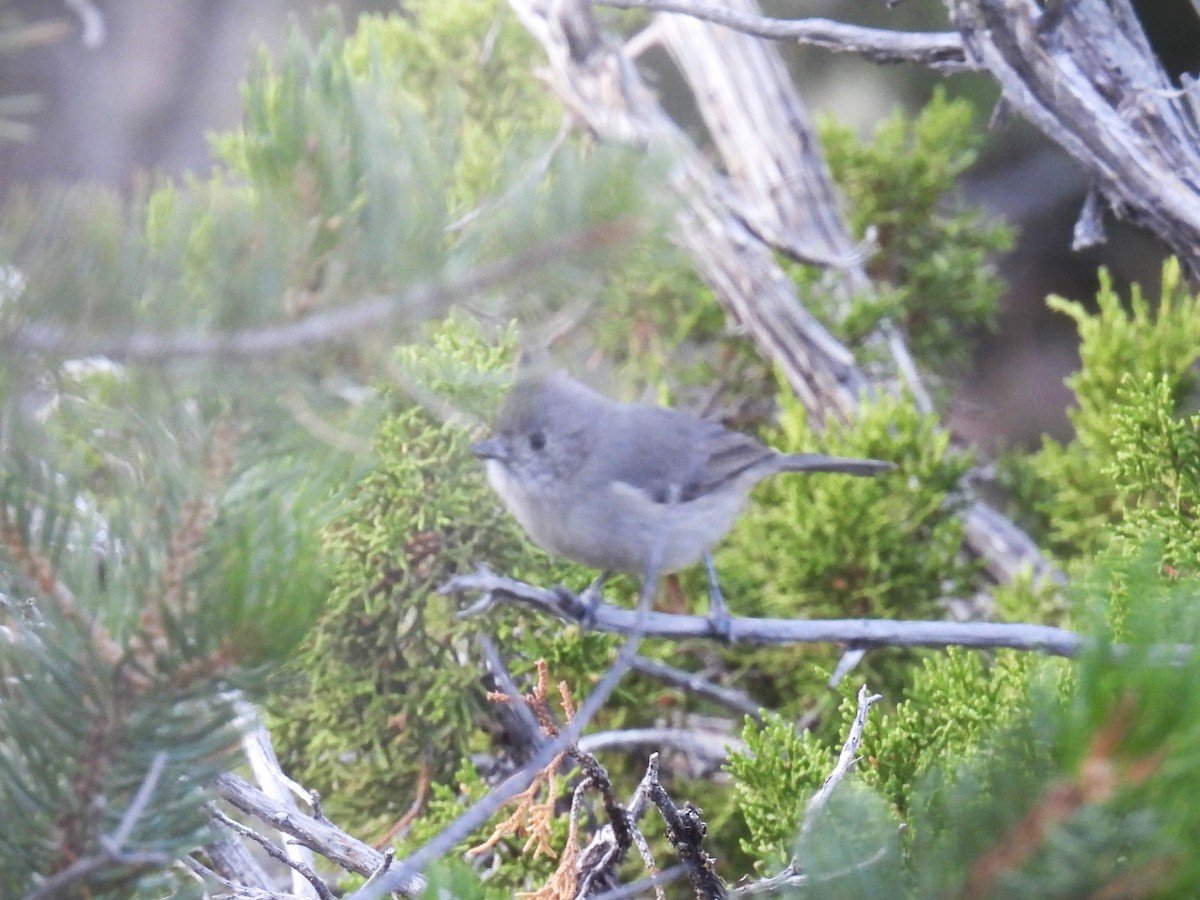 Juniper Titmouse - ML624526742