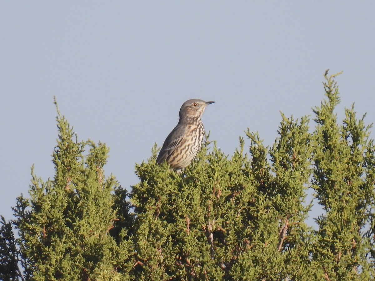 Sage Thrasher - ML624526761