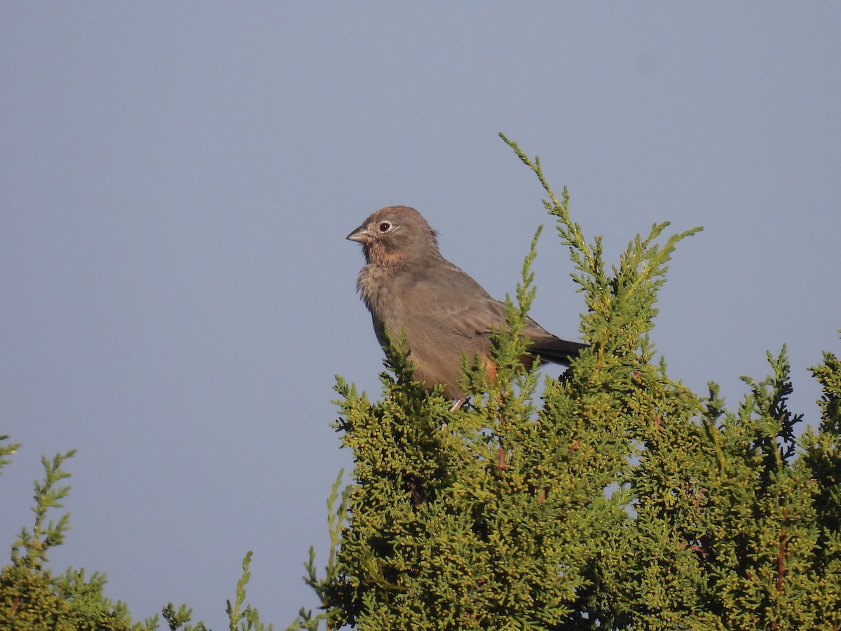 Canyon Towhee - ML624526781