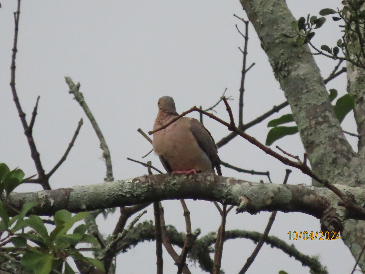 Mourning Dove - ML624526812