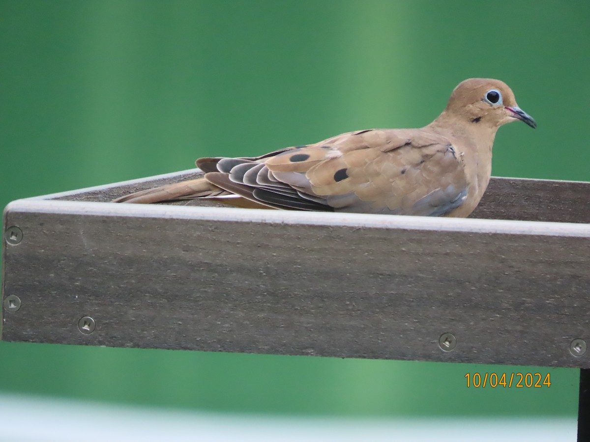 Mourning Dove - ML624526814