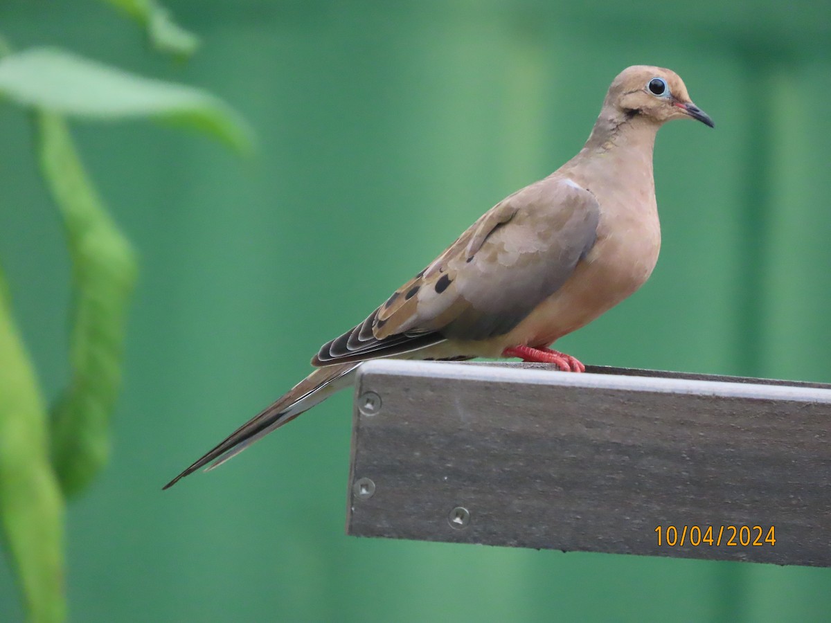 Mourning Dove - ML624526815