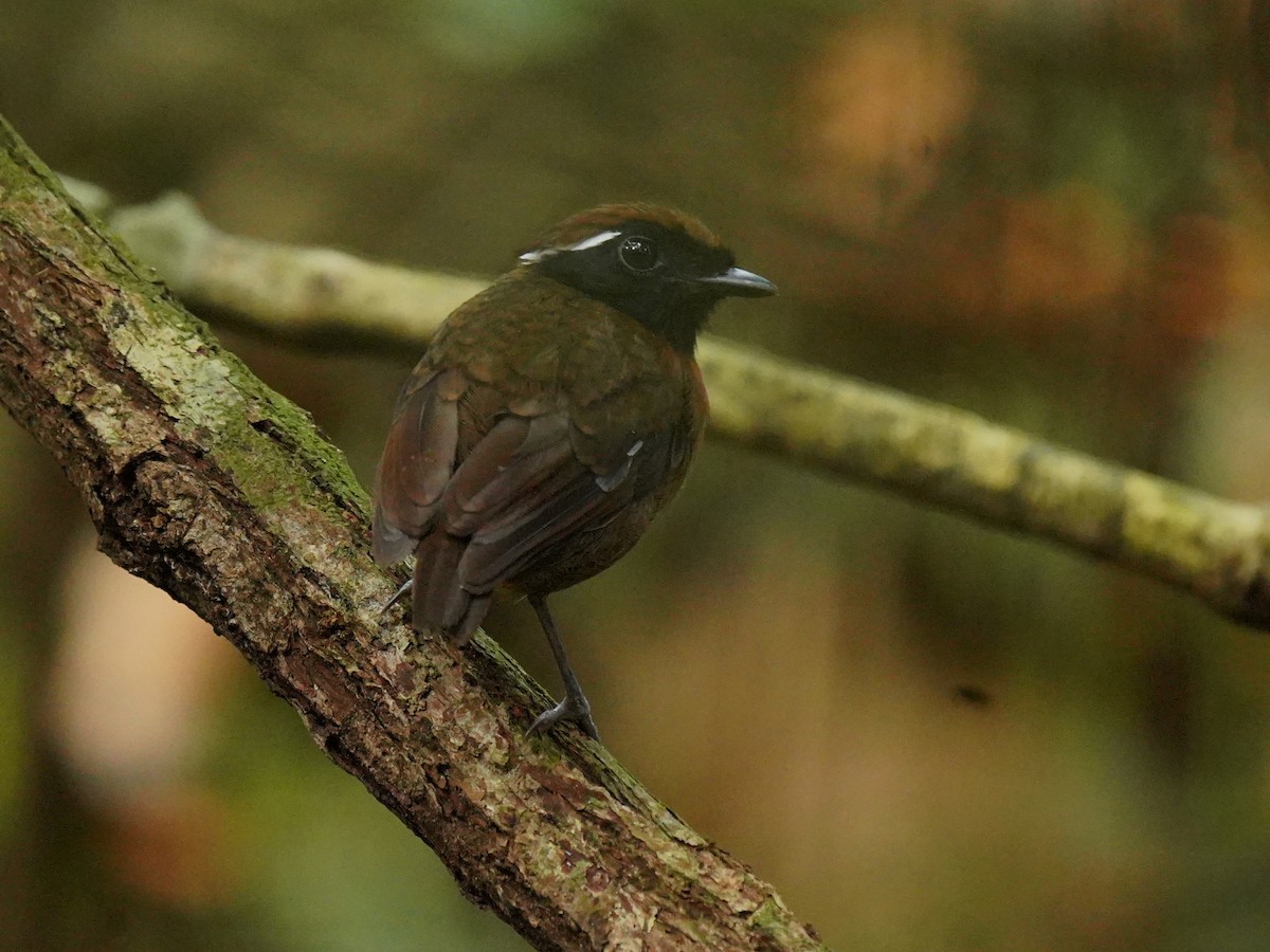 Chestnut-belted Gnateater - ML624526837