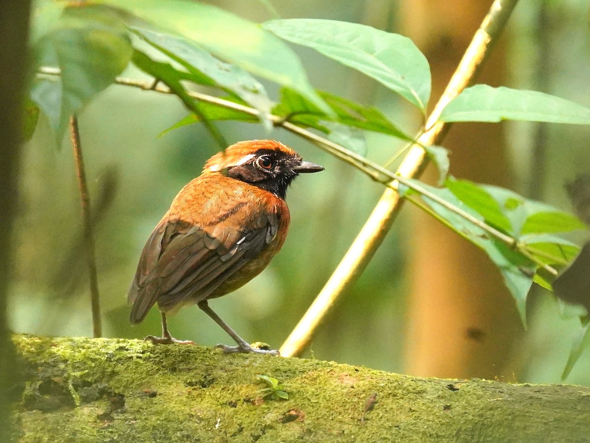 Chestnut-belted Gnateater - ML624526839