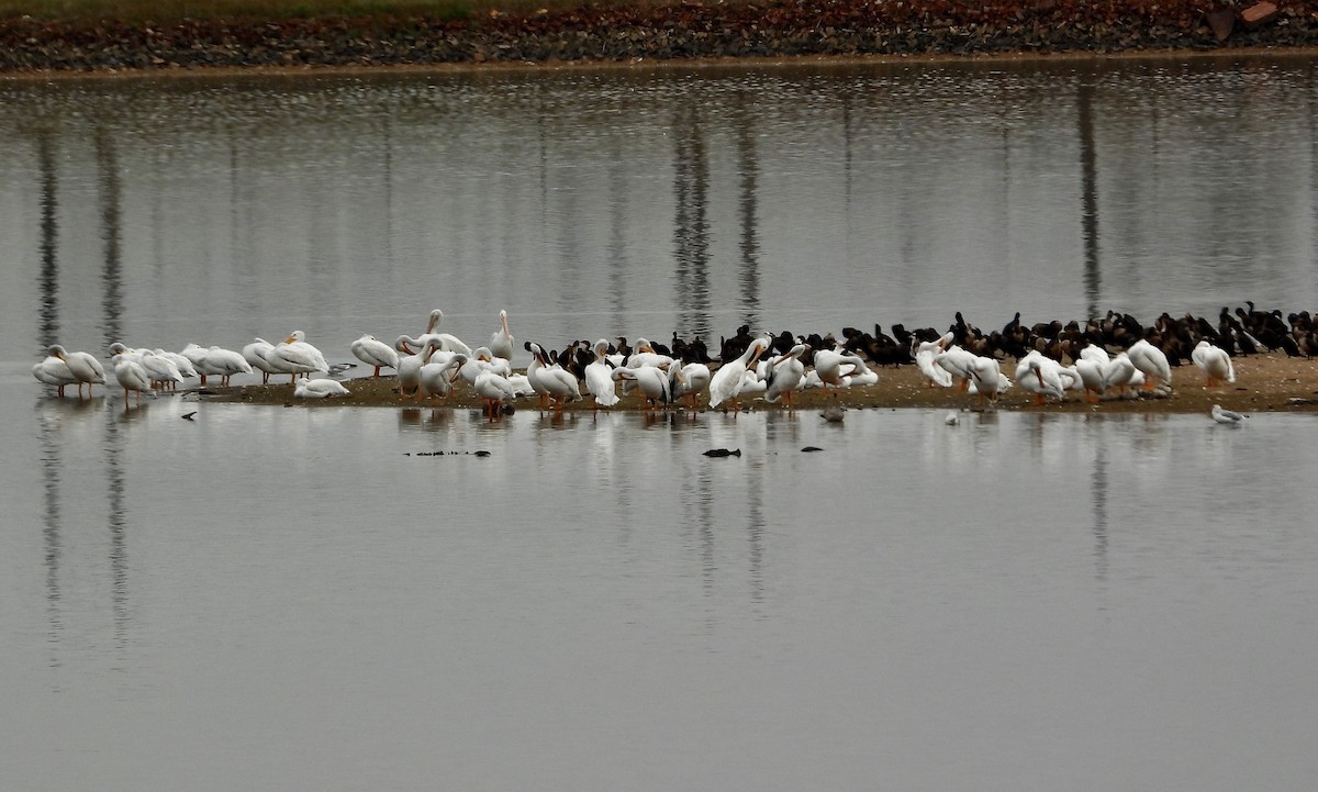 American White Pelican - ML624526845