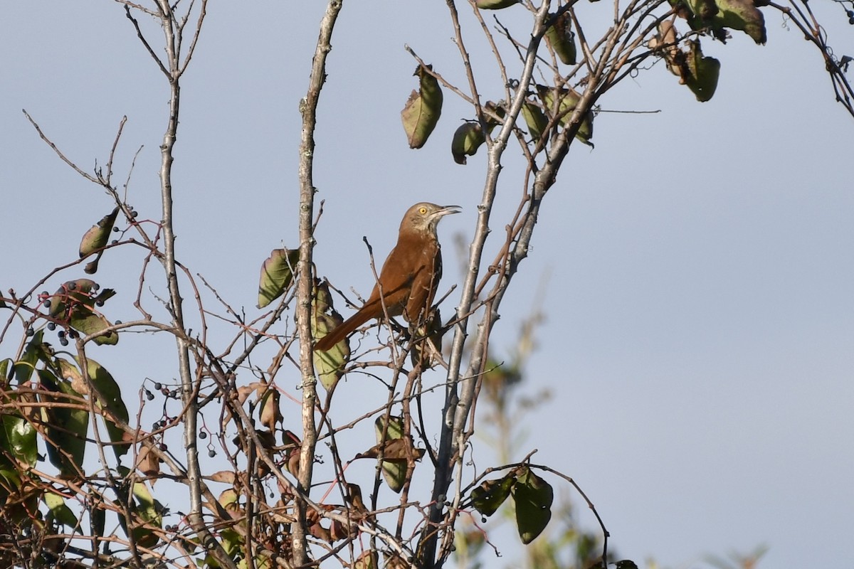 Brown Thrasher - ML624526910