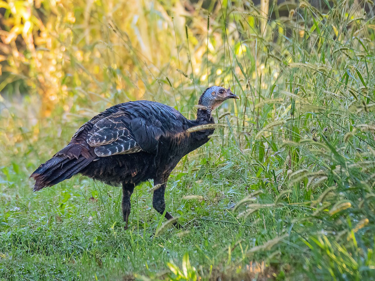 Wild Turkey - ML624526983