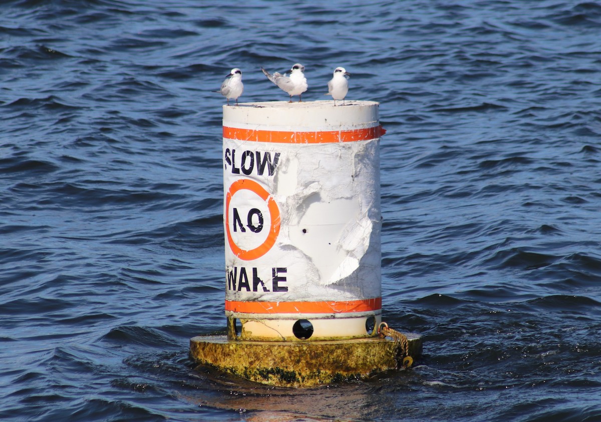 Forster's Tern - ML624527012