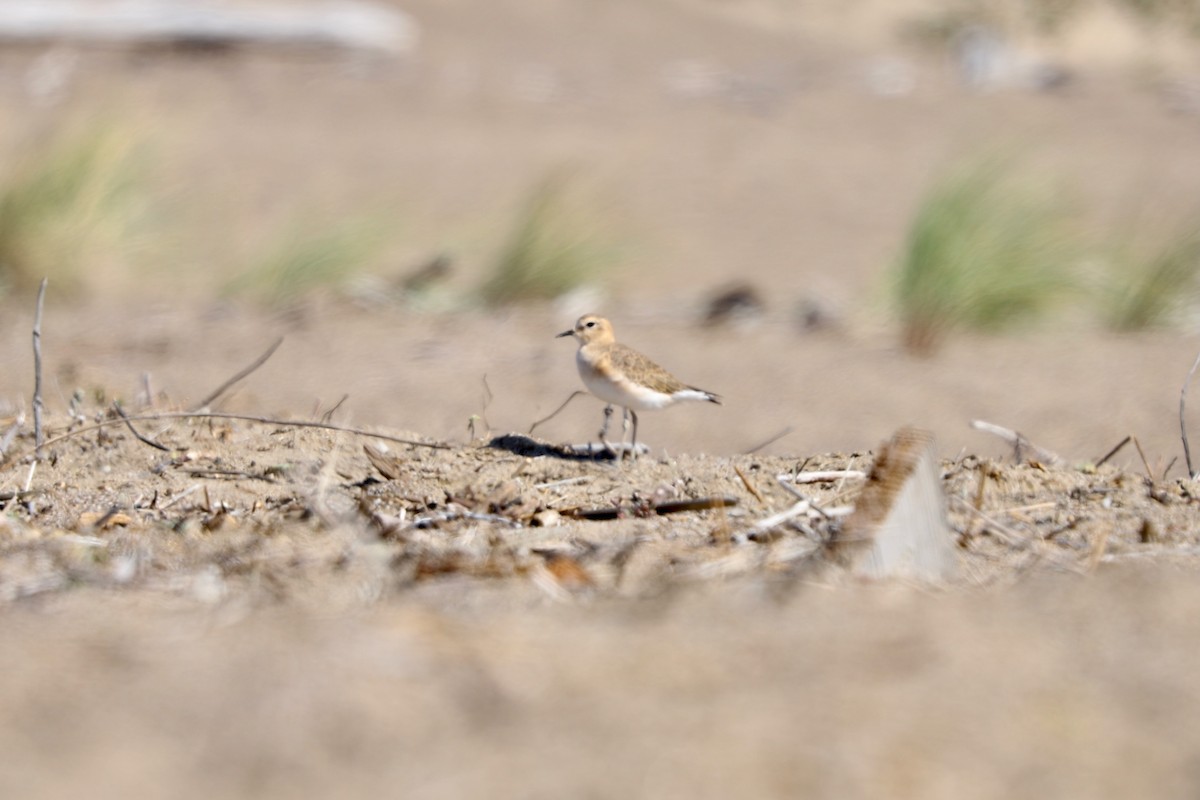 Mountain Plover - ML624527013