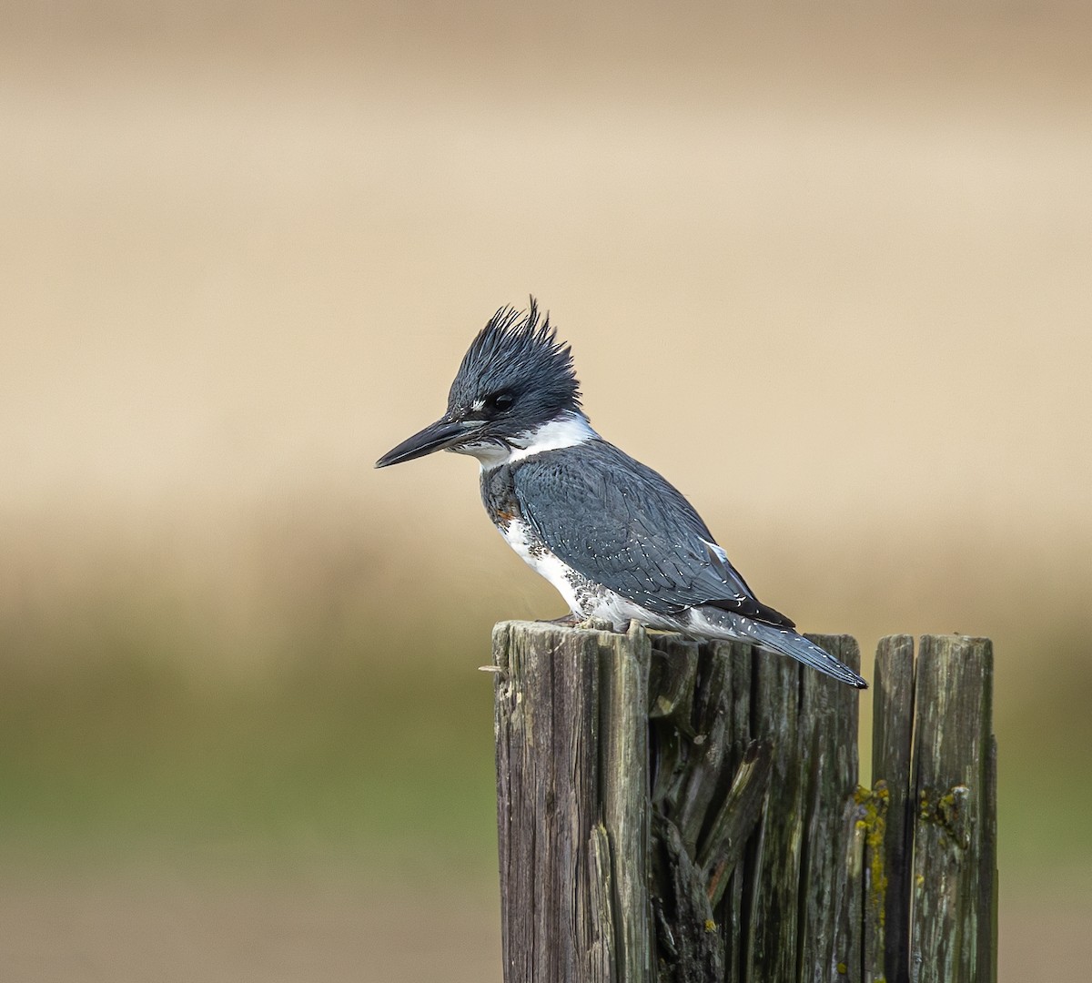 Belted Kingfisher - ML624527034