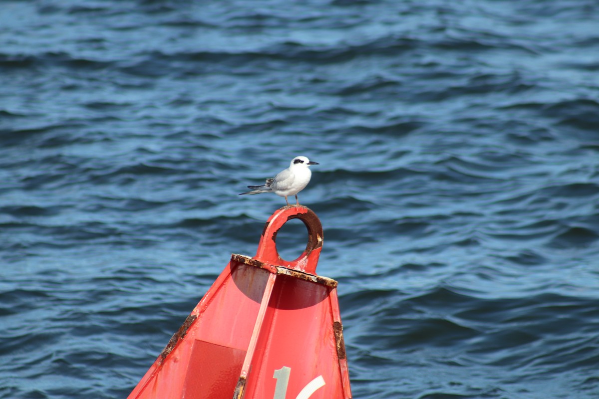 Forster's Tern - ML624527041