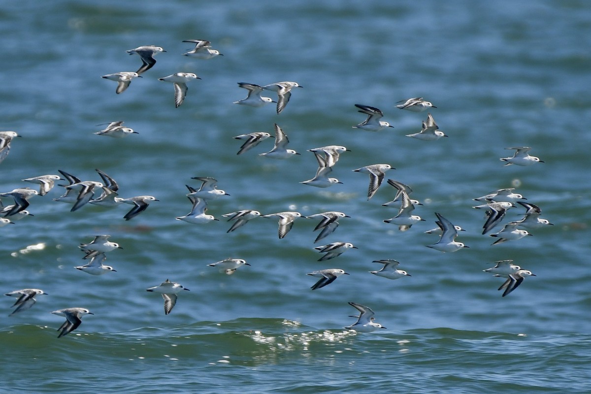 Sanderling - ML624527062