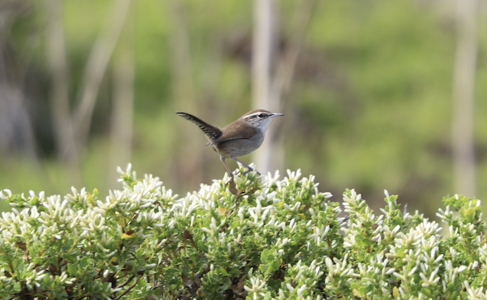Bewick's Wren - ML624527068