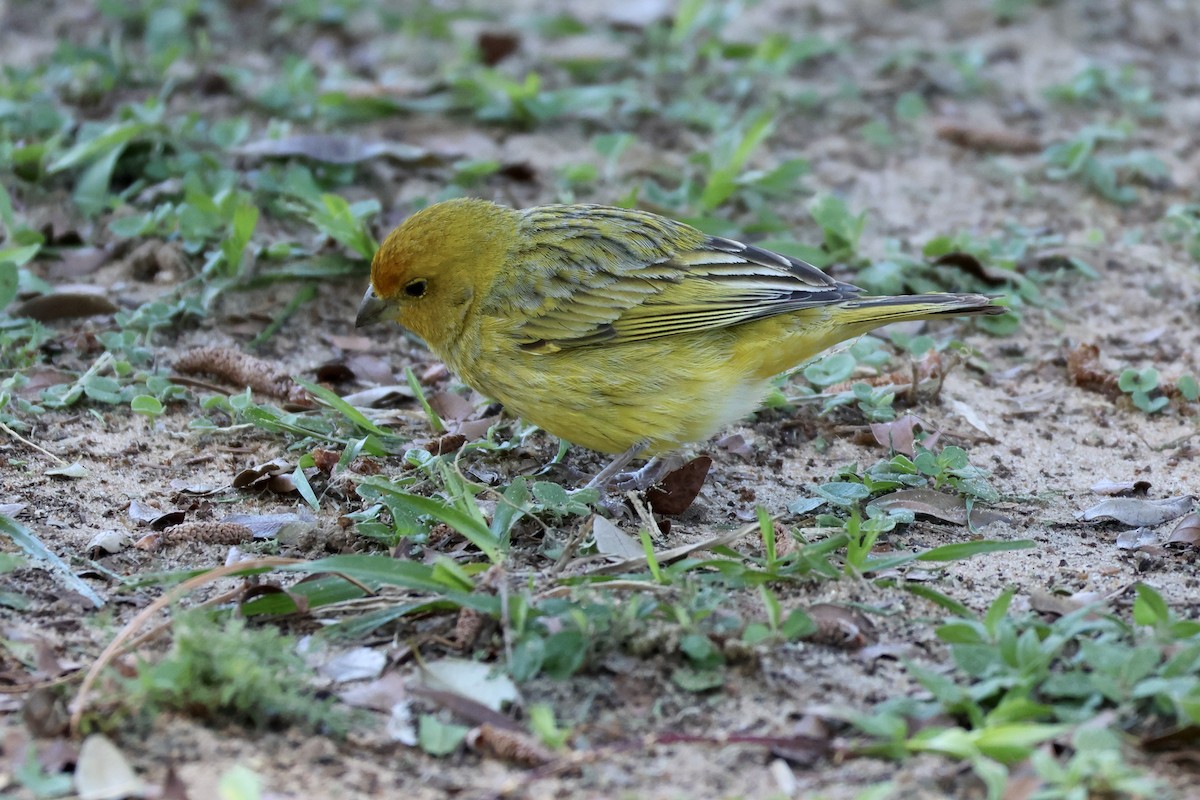 Saffron Finch - ML624527092