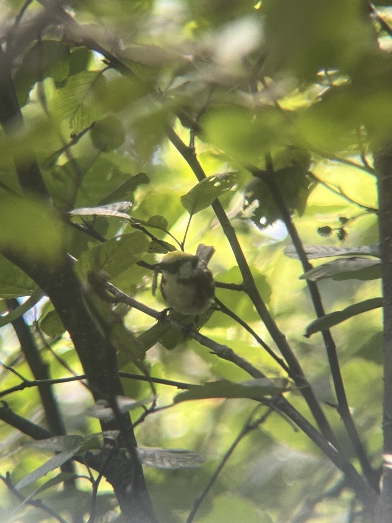 Chestnut-sided Warbler - ML624527150