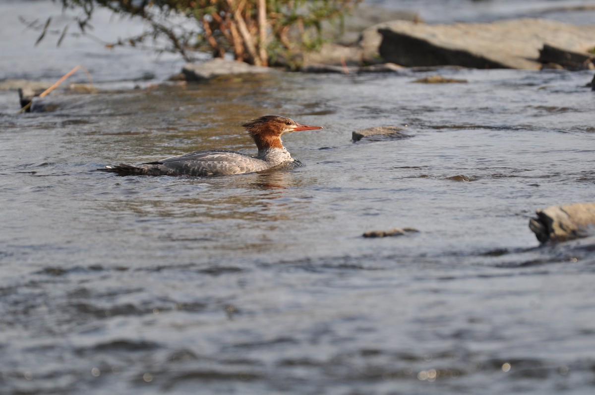 Common Merganser - Timothy Gluch