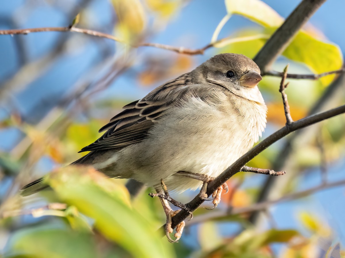 House Sparrow - ML624527208