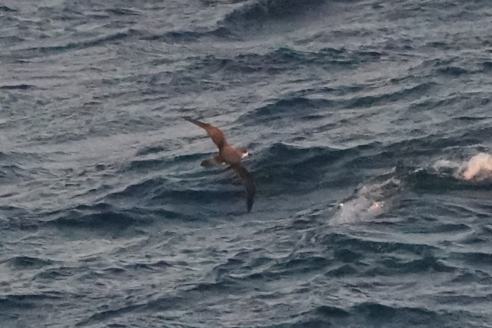 Petrel de las Juan Fernández - ML624527228