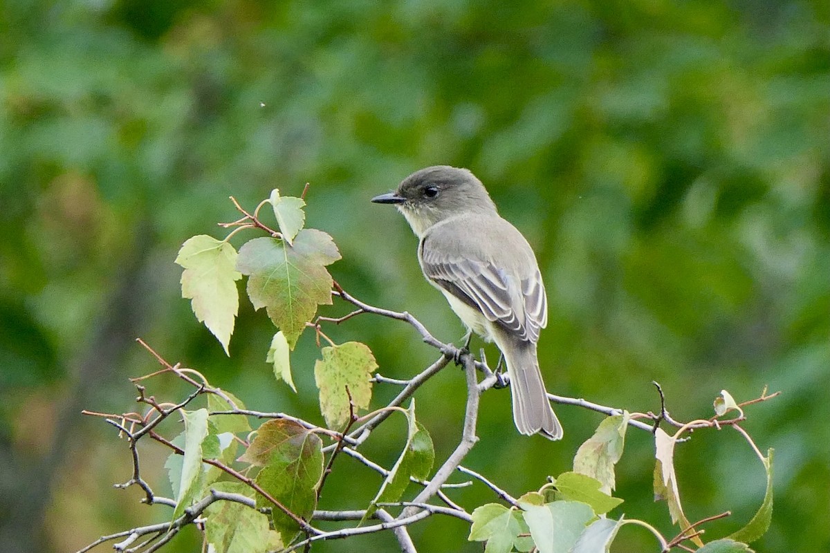 Eastern Phoebe - ML624527244