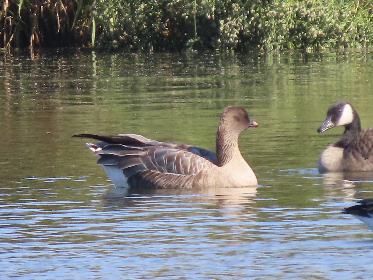 Pink-footed Goose - ML624527298