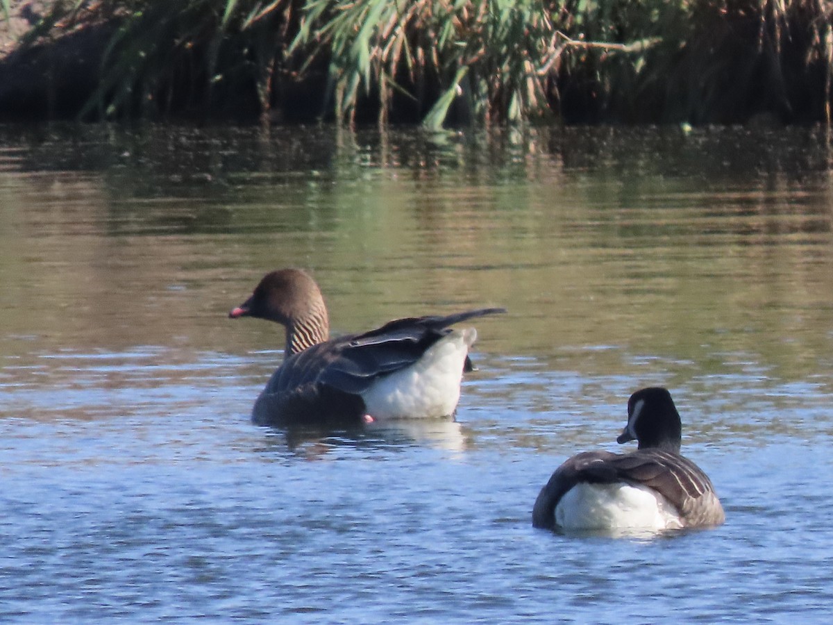 Pink-footed Goose - ML624527299