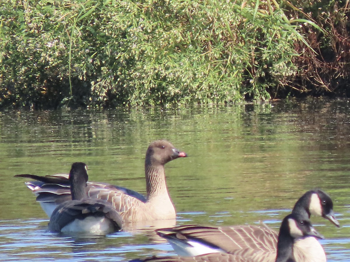 Pink-footed Goose - ML624527300