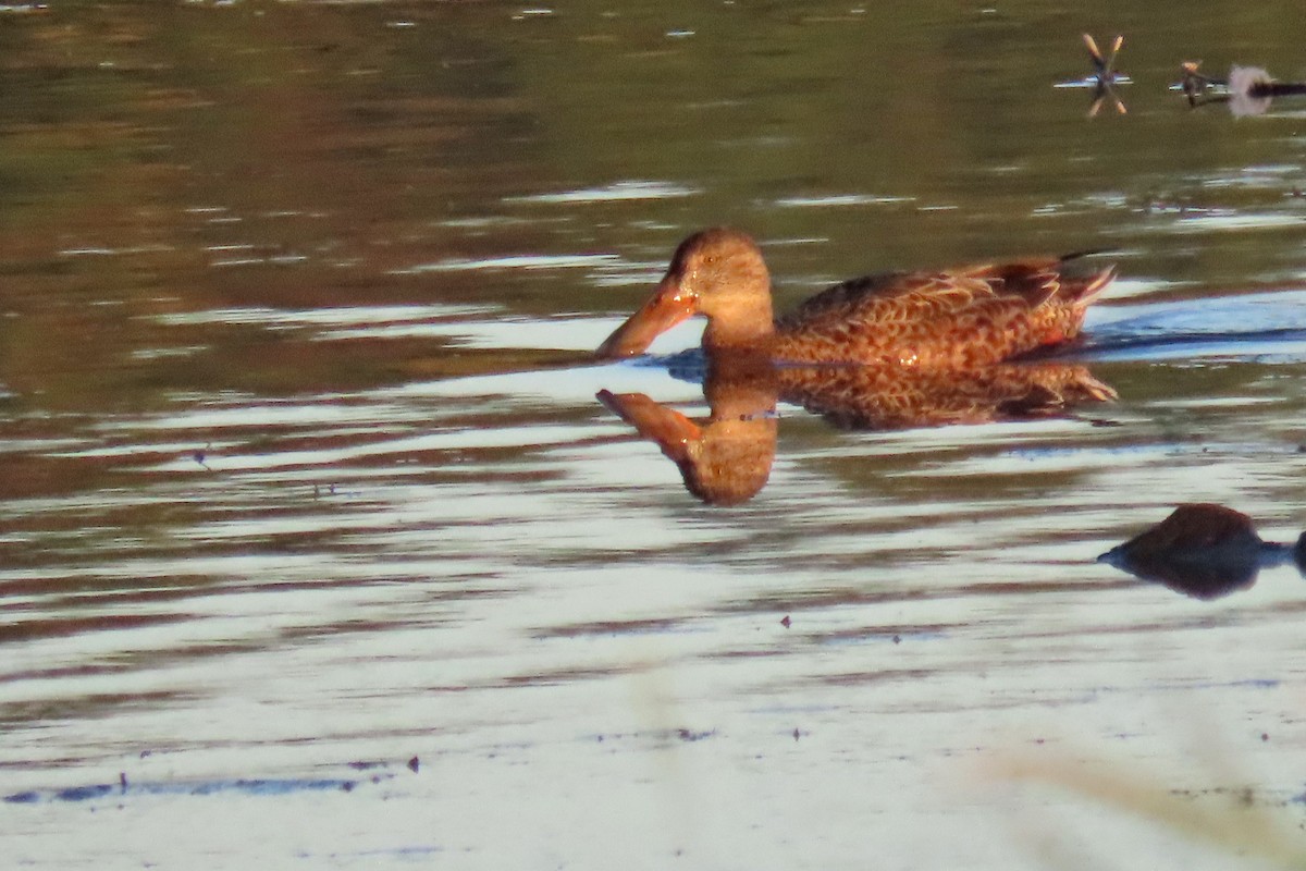 Northern Shoveler - ML624527326