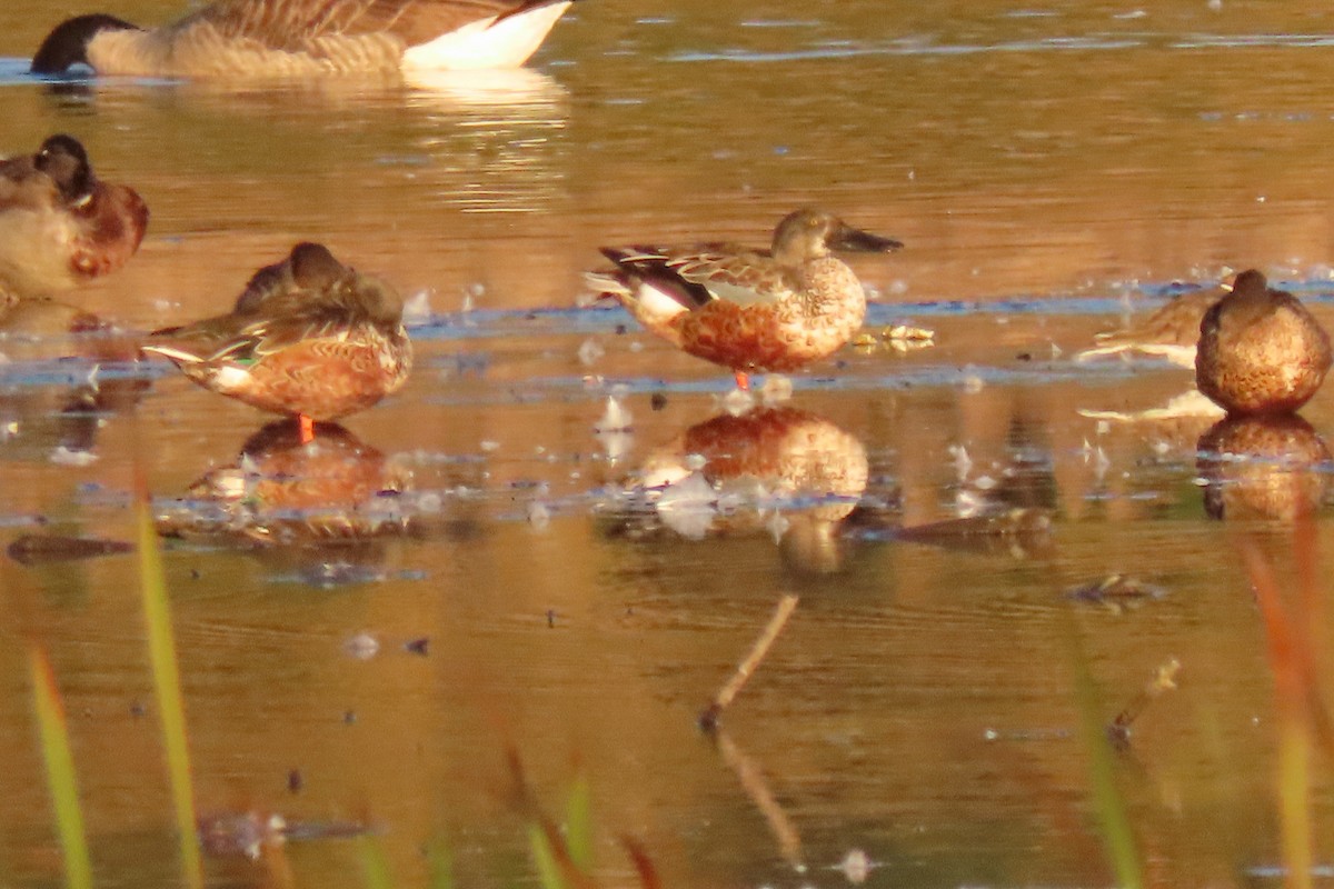 Northern Shoveler - ML624527327