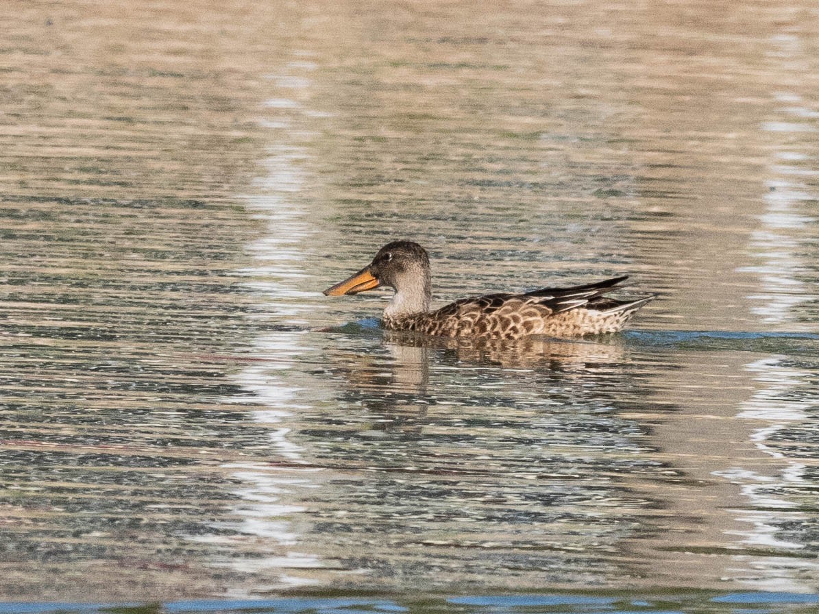 Northern Shoveler - ML624527328