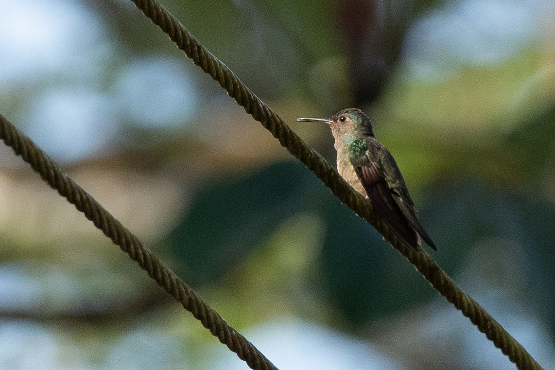 Colibri de Cuvier - ML624527388