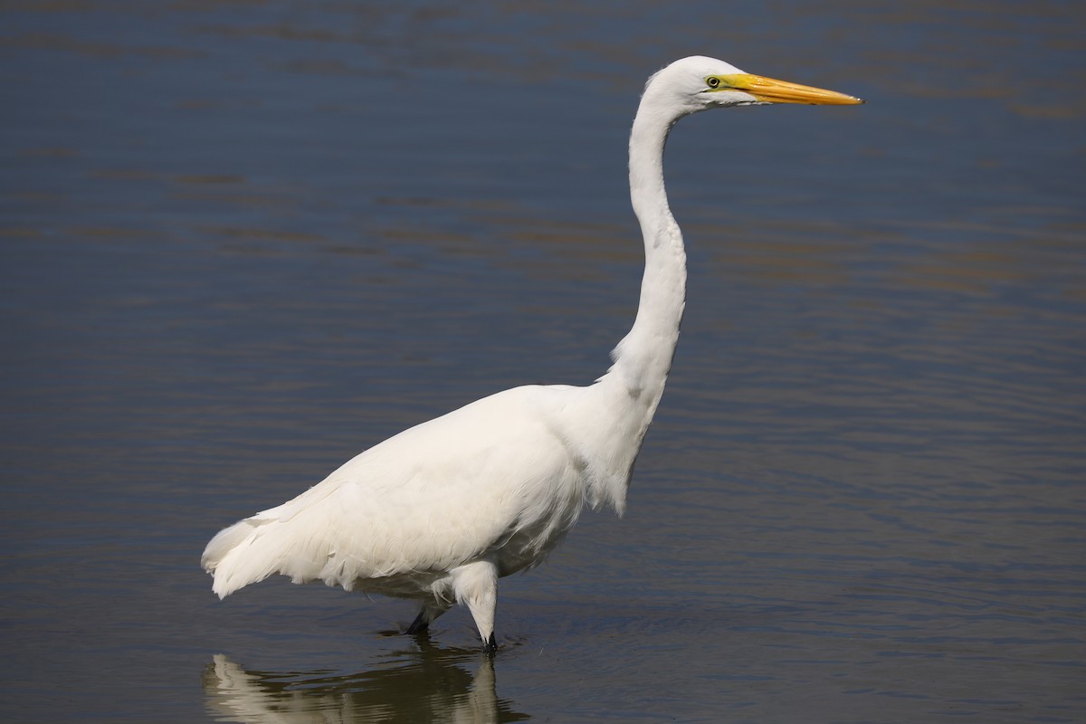 Great Egret - ML624527391