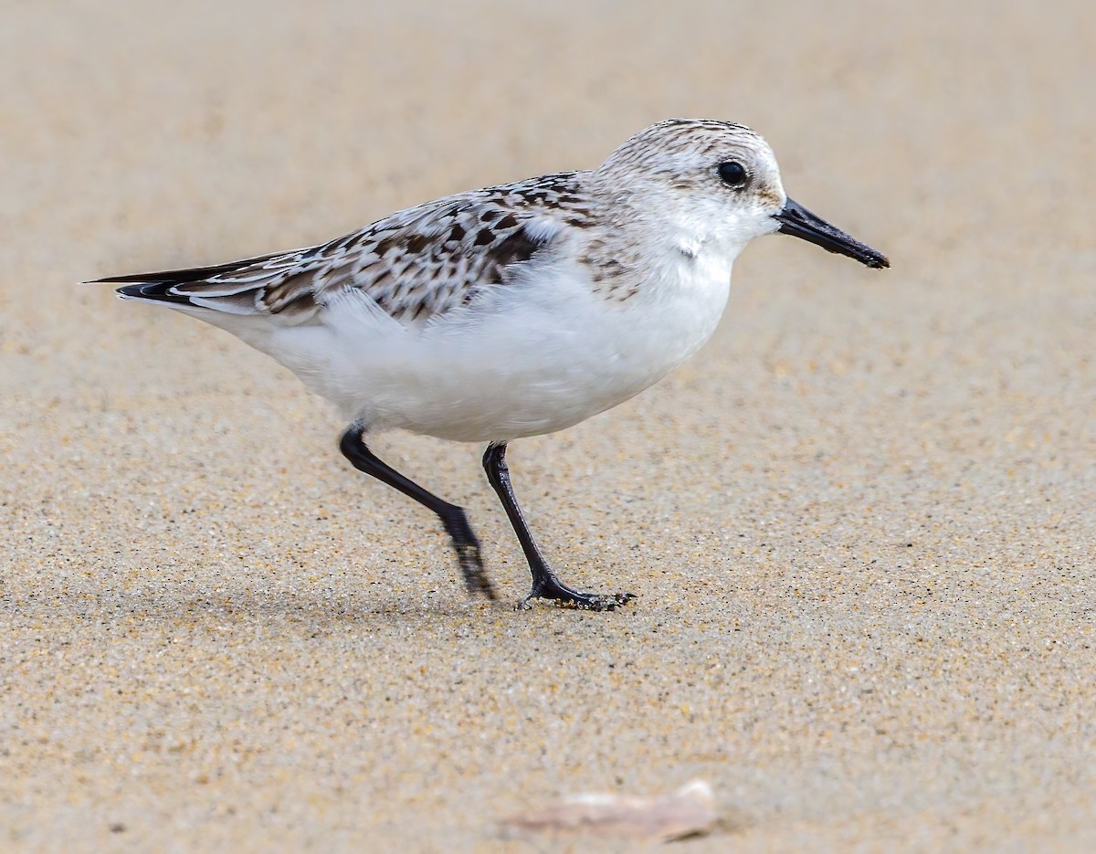 Sanderling - ML624527393