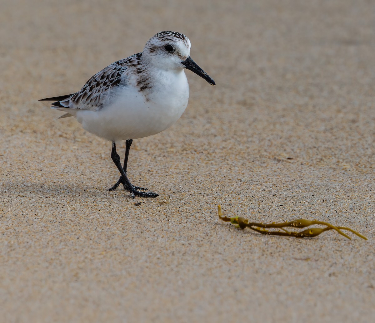 Sanderling - ML624527395