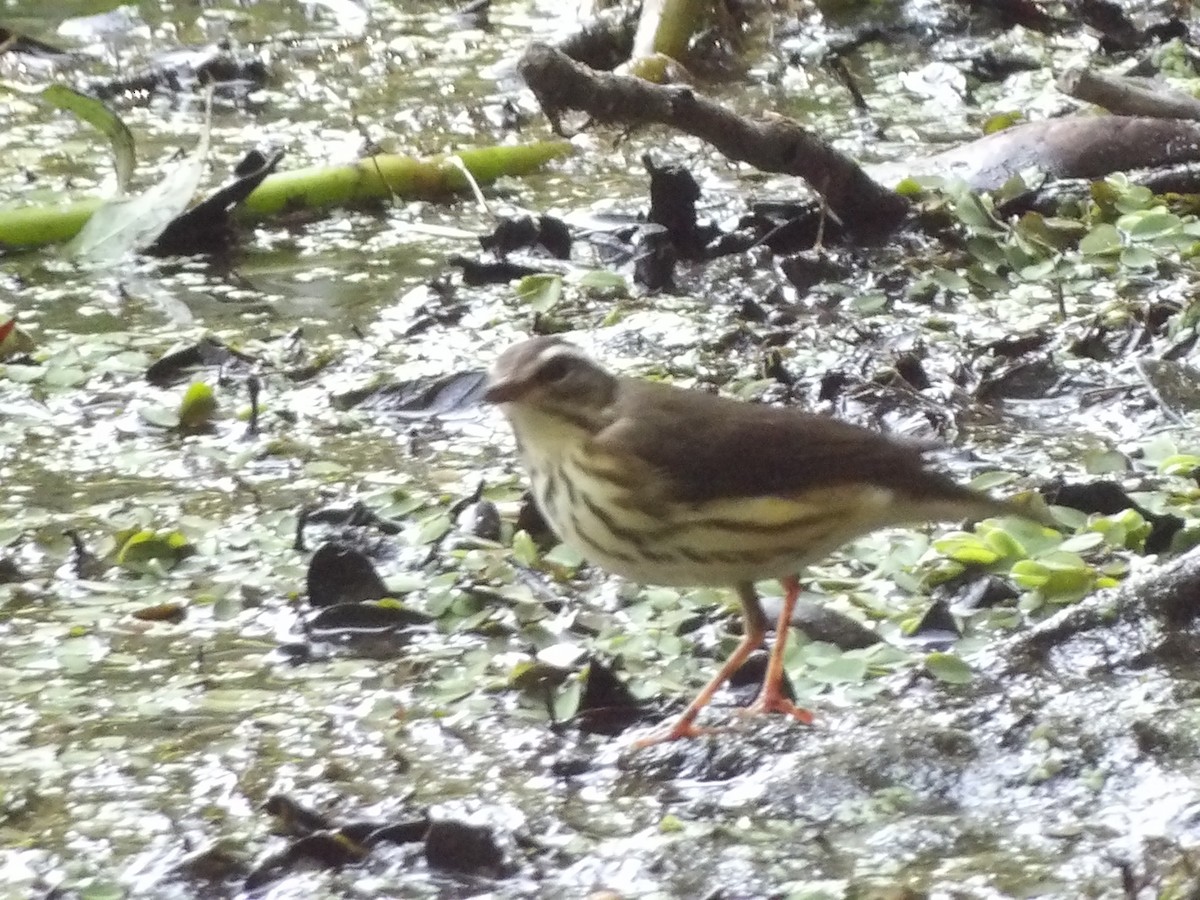 Louisiana Waterthrush - ML624527468