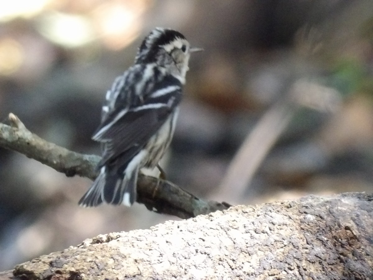 Black-and-white Warbler - ML624527519