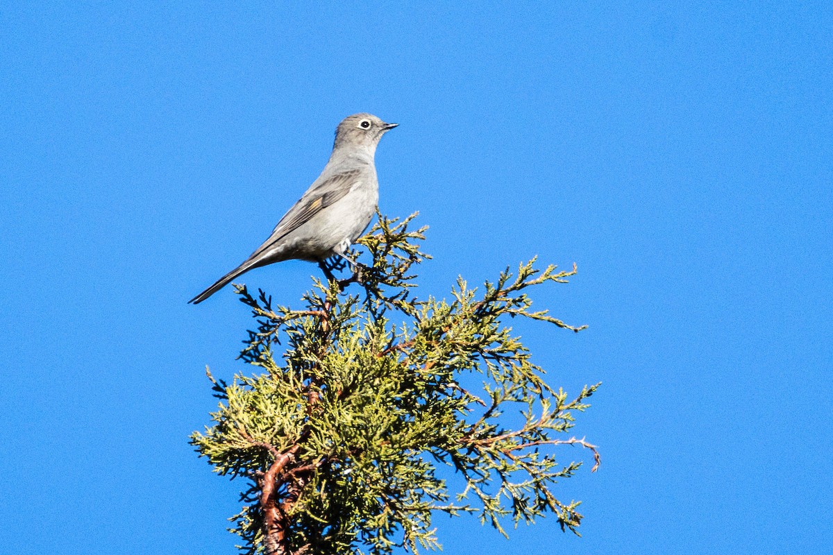 Townsend's Solitaire - ML624527530