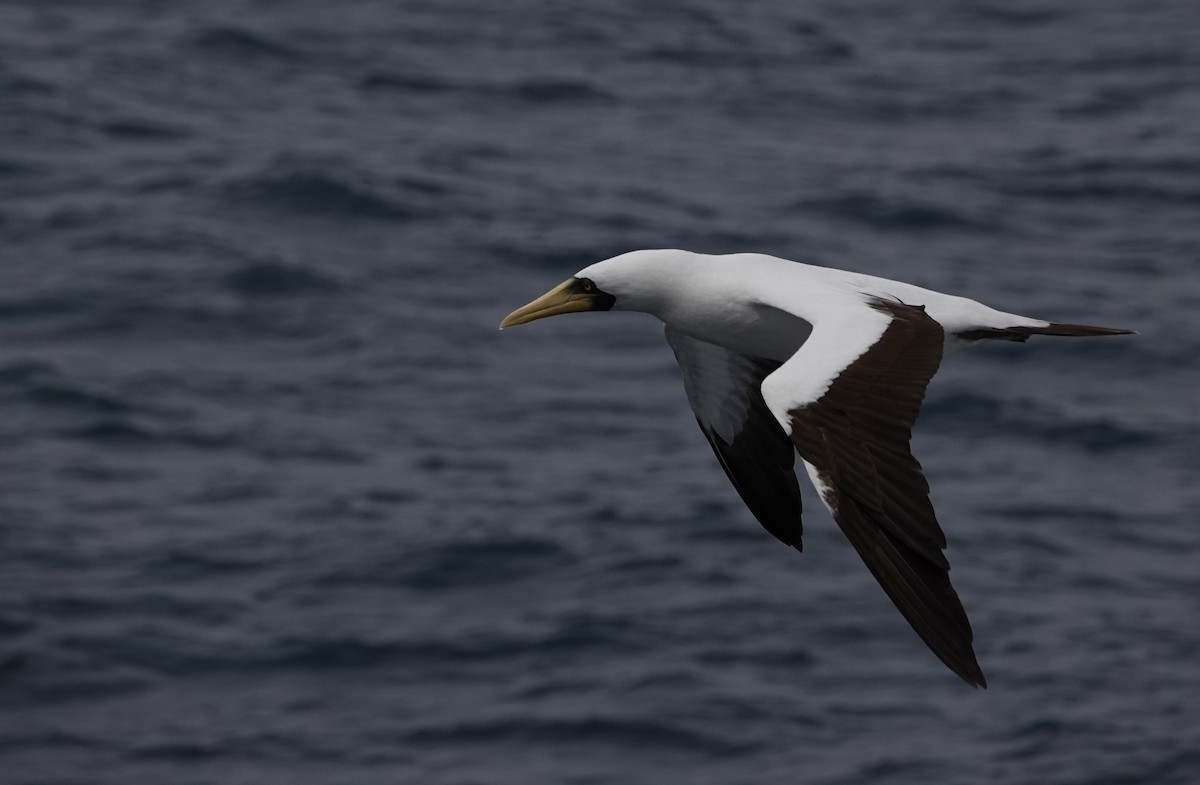 Masked Booby - ML624527535