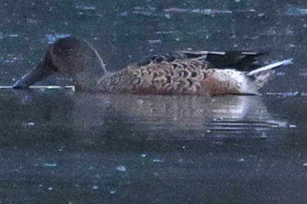 Northern Shoveler - ML624527542